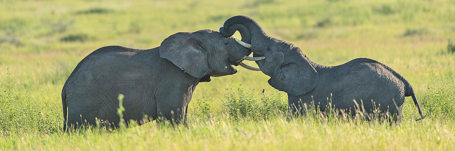 tanzania